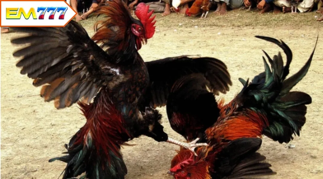 Researching gamecock information - important strategy when participating in EM777 Sabong